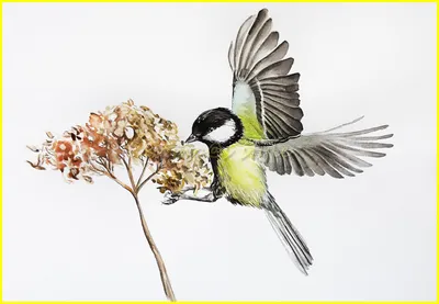 Птицы нарисованные маркерами | Пикабу
