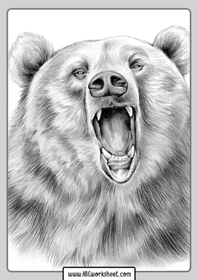 Нарисованный медведь картинка фотографии