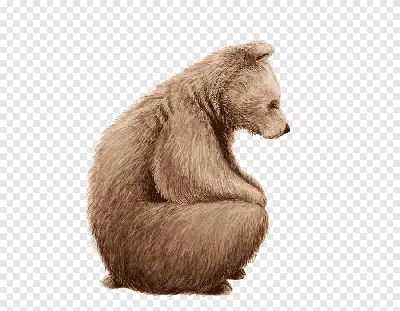 Бурый медведь Белый медведь Teddy bear, Бурый медведь, млекопитающее,  коричневый, нарисованный png | PNGWing