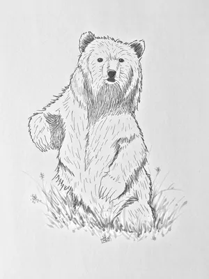 Нарисованный Вручную Медведь Эскиз Графики Монохромной Иллюстрации —  стоковая векторная графика и другие изображения на тему Животное - iStock