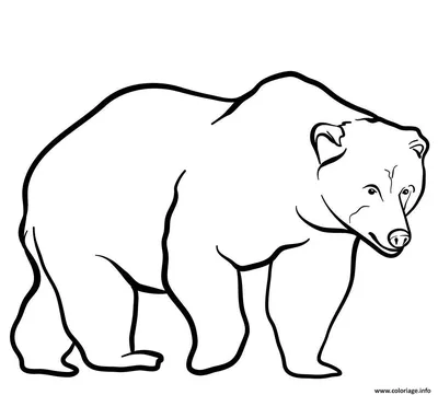 бурый медведь, нарисованный бурый медведь, животное png | PNGEgg