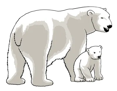 смешной медведь, нарисованный вручную на белом фоновом рисунке Иллюстрация  вектора - иллюстрации насчитывающей выдержка, чертеж: 242166358