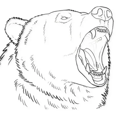 Рисунок сидит медведь (39 фото) » Рисунки для срисовки и не только