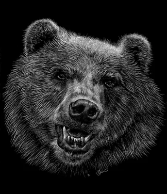 Медведь нарисованный карандашом - 60 фото
