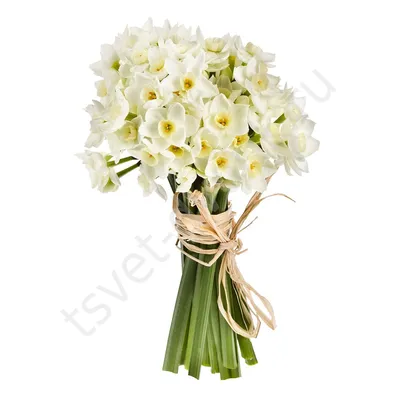 Весенние цветы нарциссы . Искусственный букет белых нарциссов ( 58 см )  (ID#497212587), цена: 156 ₴, купить на Prom.ua
