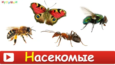 Лексическая тема \"Насекомые\" - Сайт детского сада №422 \"Лорик\"