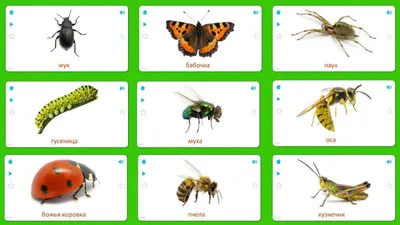 Карточки насекомые для детей скачать и распечатать бесплатно