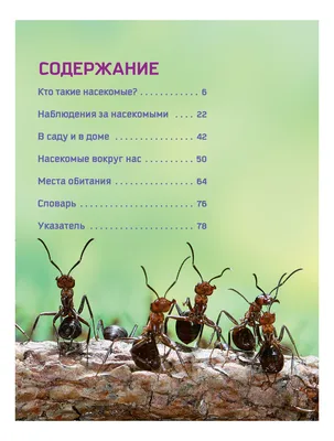 Детский сад № 39 г. Владивостока. Осторожно! Опасные насекомые!