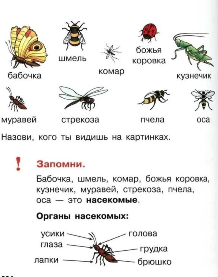 Пчела и бабочка текст. Насекомые задания. Задания на тему насекомые. Задания дошкольникамyfctrjvst. Насекомые задания для детей.