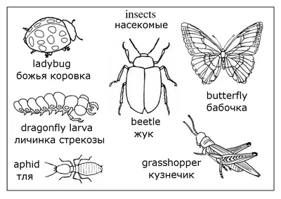 Картинки насекомые Ознакомление с окружающей средой | Animals, Bee, Insects