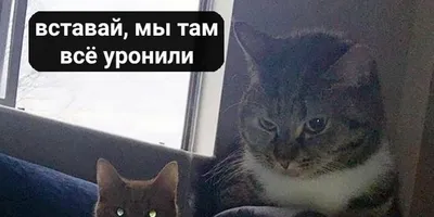 В сети обрел популярность мем с котами «Наташ, вставай! Мы все уронили!»