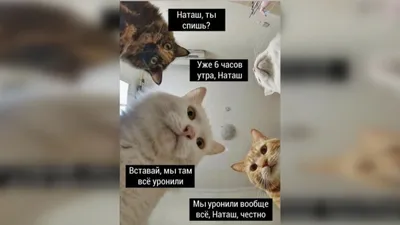 Она встала!»: теперь вы знаете, как выглядит Наташа из мема про котов -  KP.RU