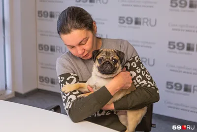 В Перми спустя две недели вышли на связь хозяева мопса, которого нашли в  переходе рядом с вагоноремонтным заводом в жару 30 июля - 21 августа 2023 -  59.ру