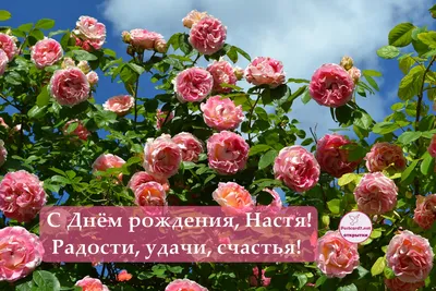 С днем рождения Настя — картинки и открытки | Zamanilka