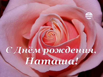 Открытка с именем Наташенька С днем рождения огромное количество роз на  открытке. Открытки на каждый день с именами и пожеланиями.