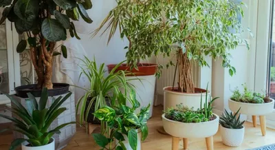 16 тенелюбивых комнатных растений, которым не нужен свет