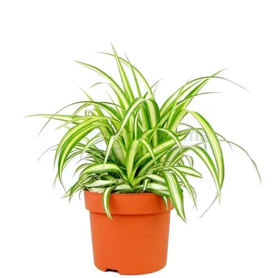 Помогите узнать название растения - Комнатные растения, фото и названия -  GreenInfo.ru