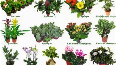Комнатные растения приносящие богатство – денежные деревья - Блог The Plant