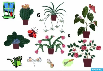 25 смертельно опасных комнатных растений. Выбирай «зеленых друзей» с  осторожностью!