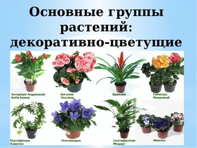 20 неприхотливых комнатных растений Фото + Названия - YouTube