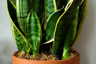 Самые неприхотливые комнатные растения: ТОП-150 фото с названиями