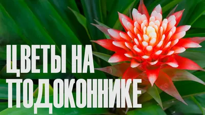Черенкование комнатных цветов» - картинка из статьи: «Размножение комнатных  растений» | Nopal.ru