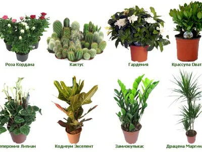 Самые популярные комнатные растения: фото и названия
