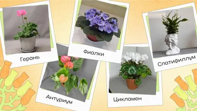 Демонстрационные картинки комнатные Растения 00-00005130 - купить  подготовки к школе в интернет-магазинах, цены на Мегамаркет |