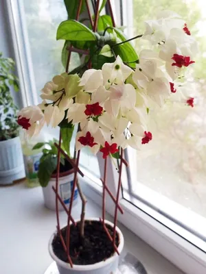 Цветы комнатные: цветущие домашние растения с фото и названиями