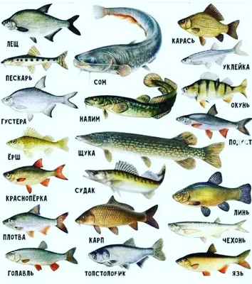 Названия Рыб С Картинками фотографии