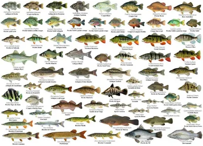Рыбы, названия рыб на английском языке в картинках с переводом и  транскрипцией для детей и взрослых | Картинки слов, Английский словарь,  Изучать английский