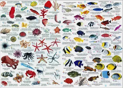 Самые распространенные рыбы красного моря - 59 фото