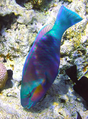 Виды пресноводных рыб - 66 фото: смотреть онлайн