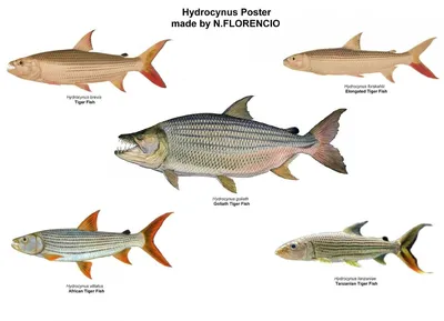 Рыбы-попугаи | Рыбы Красного моря