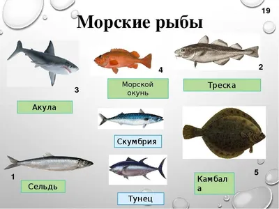 Ризодус • Сергей Ястребов • Научная картинка дня на «Элементах» •  Палеонтология