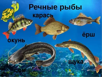 Виды рыб картинки для детей - 62 фото