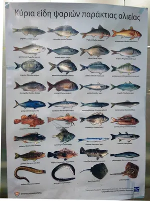 Тест: Сможете угадать название рыбы по картинке? | Плюшевый мишка | Дзен