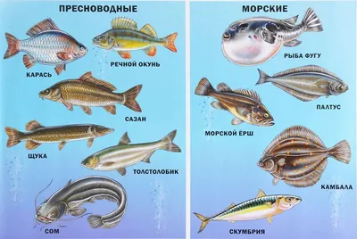 Виды рыб картинки - 62 фото