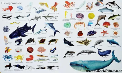 50 самых популярных аквариумных рыбок с названиями и фото