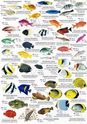 Рыбы ? фото с названиями для детей для дошкольного обучения
