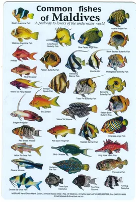 Морские рыбы - фото с названиями для детей