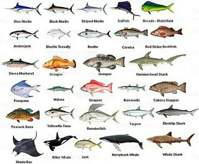 Популярные рыбы красного моря - 60 фото