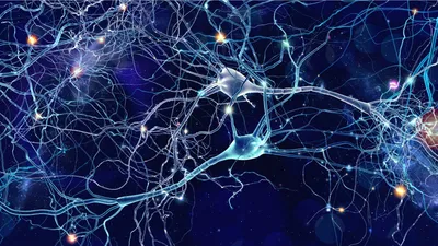Нейронная сеть научилась правильно воспроизводить изображения с коры  головного мозга человека