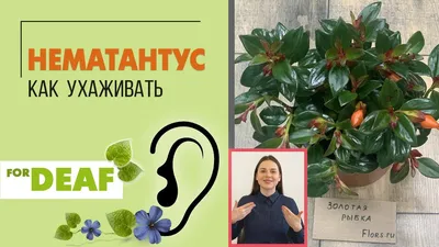 Фото Нематантуса: как создать уютную атмосферу в доме с помощью растения