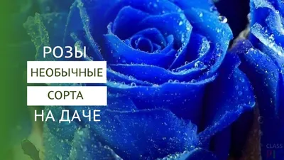 Розы необычных цветов. Купить саженцы сортов роз необычной окраски в Москве