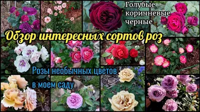 Необычные розы!!!! ч. 1 | Розы Кавказа🌹🌹🌹 | Дзен