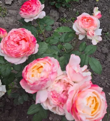 WSMAG.NET | Care for Roses, Part 1 — Modern Roses as Part of a Mixed Sunny  Border | For The Garden | April 13, 2015 | WestSound Magazine