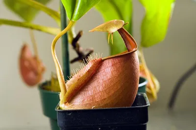 Непентес на фотографии: как ухаживать за растением в домашних условиях