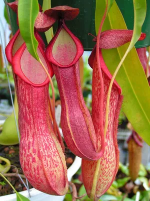 Фотография Непентеса: захватывающее изображение этого экзотического растения