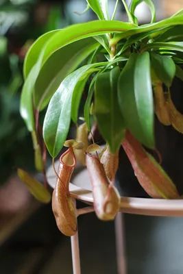 Фото Непентеса: оригинальное растение для украшения вашего интерьера